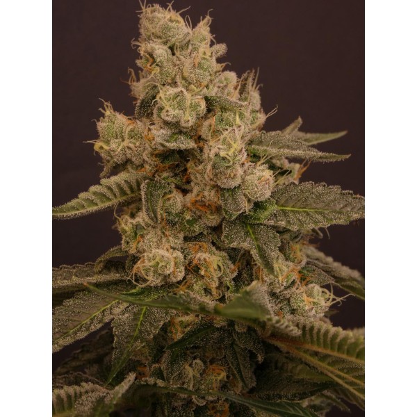 Buzz Bunny   Bask Triangle Farms