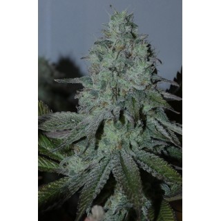 Citrus Hashquake   Bask Triangle Farms