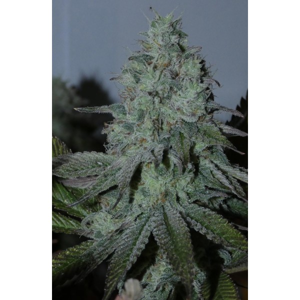 Citrus Hashquake   Bask Triangle Farms