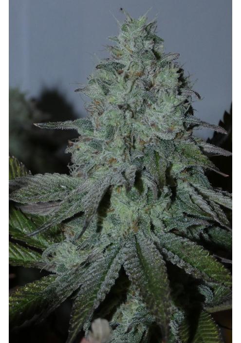 Citrus Hashquake   Bask Triangle Farms