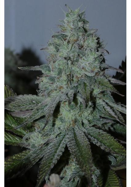 Citrus Hashquake   Bask...