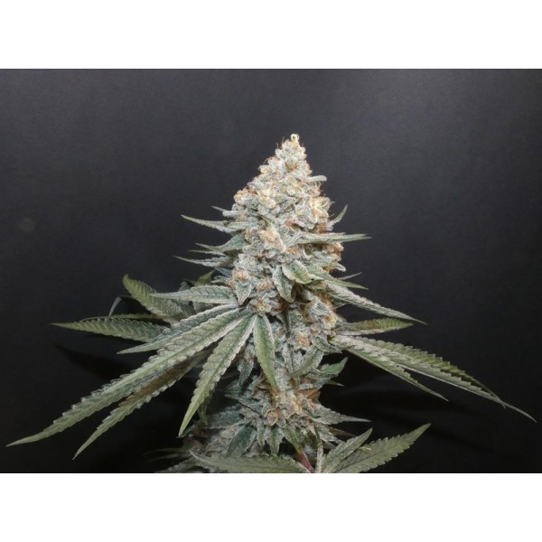 Forbidden Boof   Bask Triangle Farms