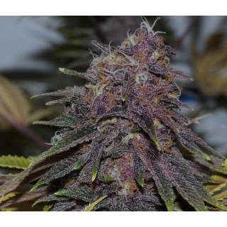 Forbidden Boof   Bask Triangle Farms