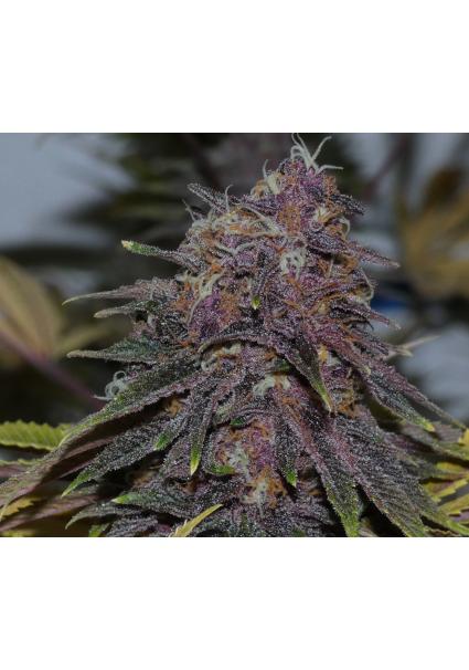 Forbidden Boof   Bask...