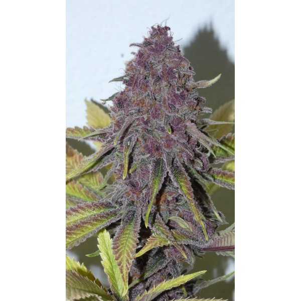 Forbidden Boof   Bask Triangle Farms