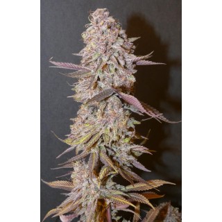 Forbidden Push Pop   Bask Triangle Farms