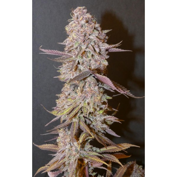 Forbidden Push Pop   Bask Triangle Farms