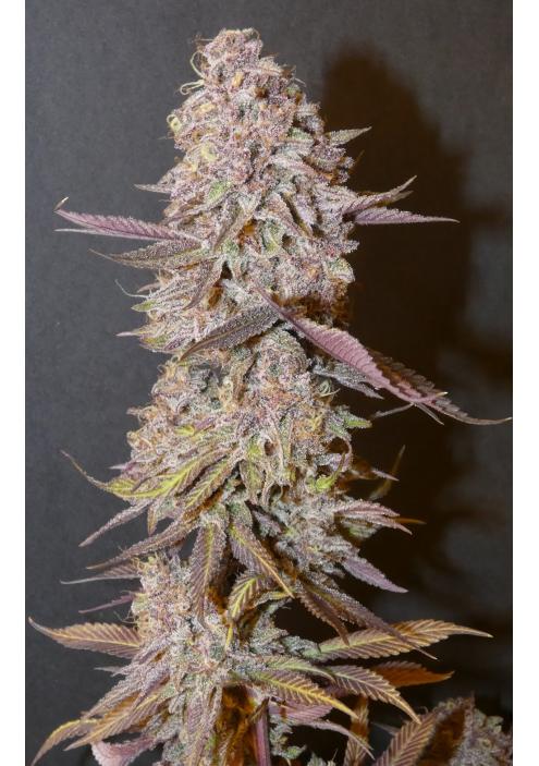 Forbidden Push Pop   Bask Triangle Farms