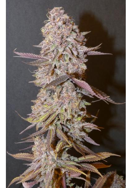 Forbidden Push Pop   Bask...