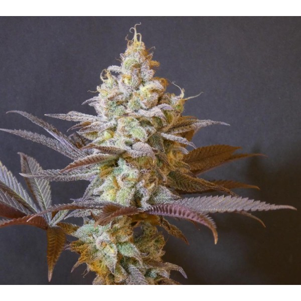 Forbidden Push Pop   Bask Triangle Farms