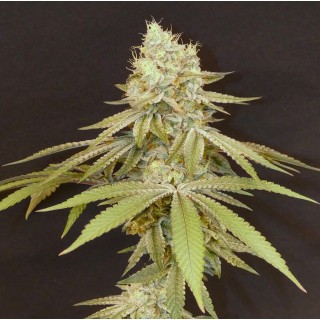 Izozki Boom   Bask Triangle Farms