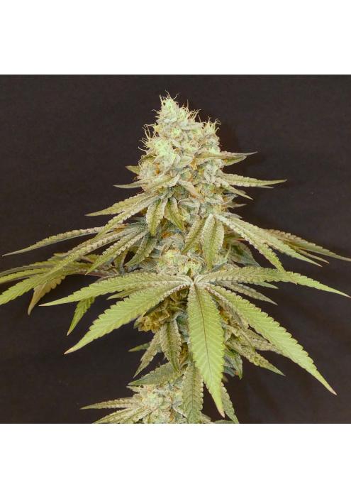 Izozki Boom   Bask Triangle Farms