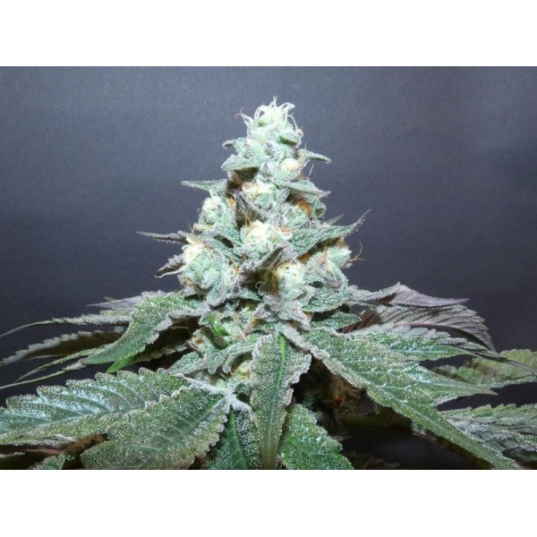 Izozki Boom   Bask Triangle Farms