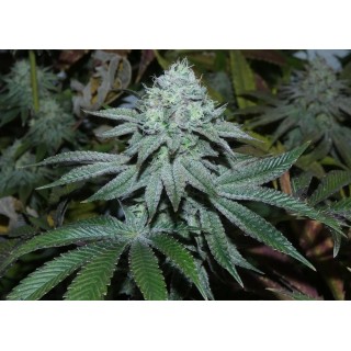 Lamia   Bask Triangle Farms