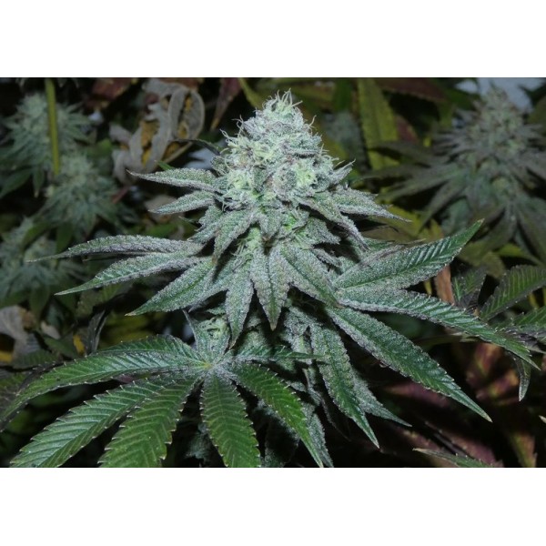 Lamia   Bask Triangle Farms