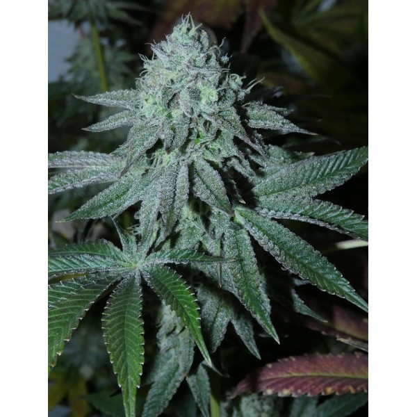 Lamia   Bask Triangle Farms