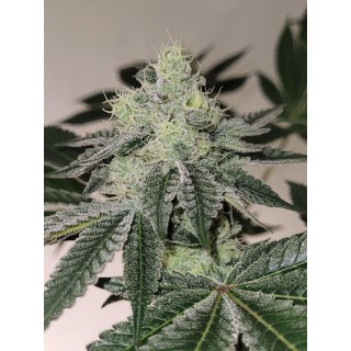 Mandy Burger   Bask Triangle Farms