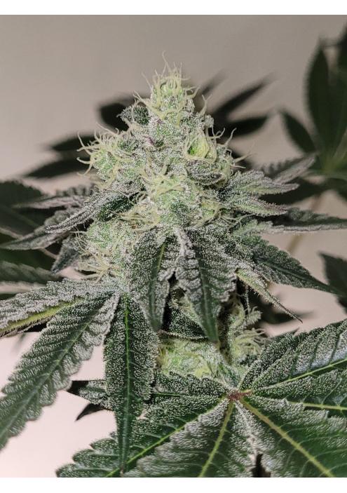 Mandy Burger   Bask Triangle Farms