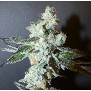 PapayaBoof  Bask Triangle Farms