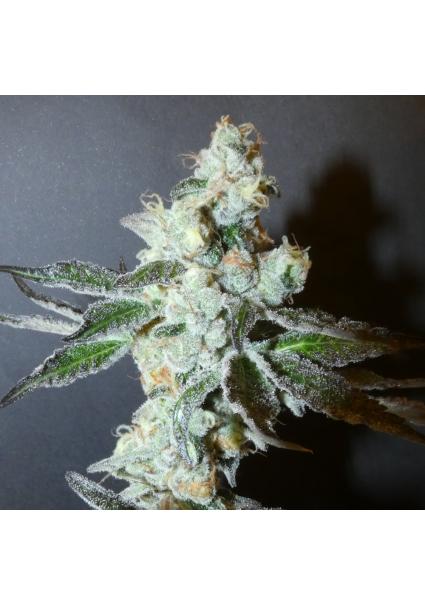 PapayaBoof  Bask Triangle...