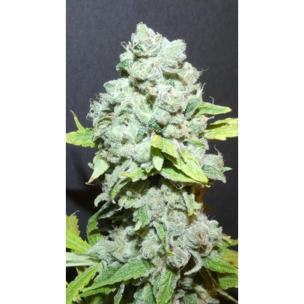 PapayaBoof  Bask Triangle Farms