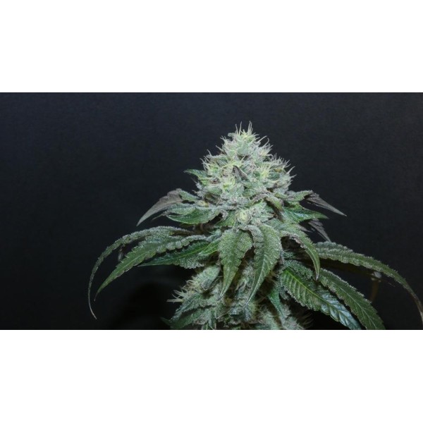 Guaya Burger   Bask Triangle Farms