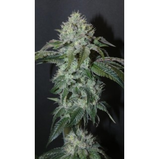 Guaya Burger   Bask Triangle Farms