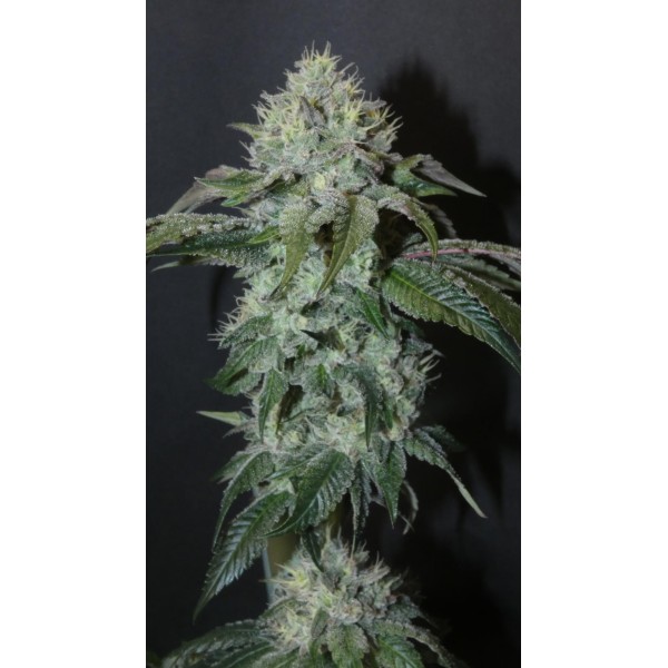 Guaya Burger   Bask Triangle Farms