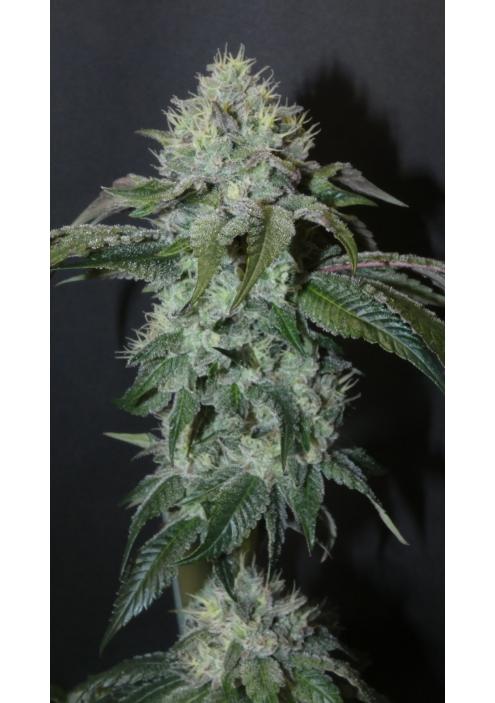 Guaya Burger   Bask Triangle Farms