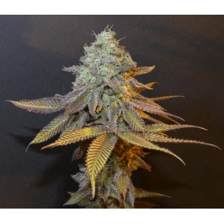 Planet Express   Bask Triangle Farms