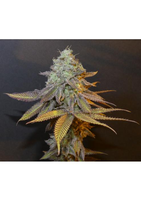 Planet Express   Bask Triangle Farms