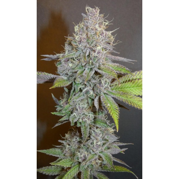 Planet Express   Bask Triangle Farms