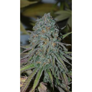 RainBoof   Bask Triangle Farms