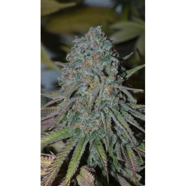 RainBoof   Bask Triangle Farms