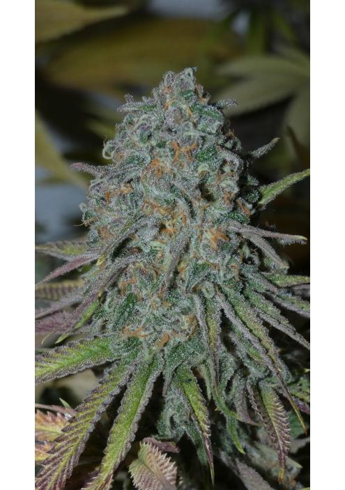 RainBoof   Bask Triangle Farms