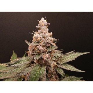 Trop Cherry Hash   Bask Triangle Farms