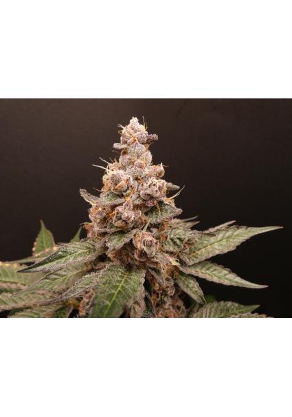 Trop Cherry Hash   Bask...