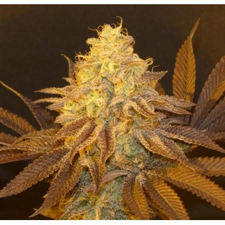 Fruit Popz   Bask Triangle Farms