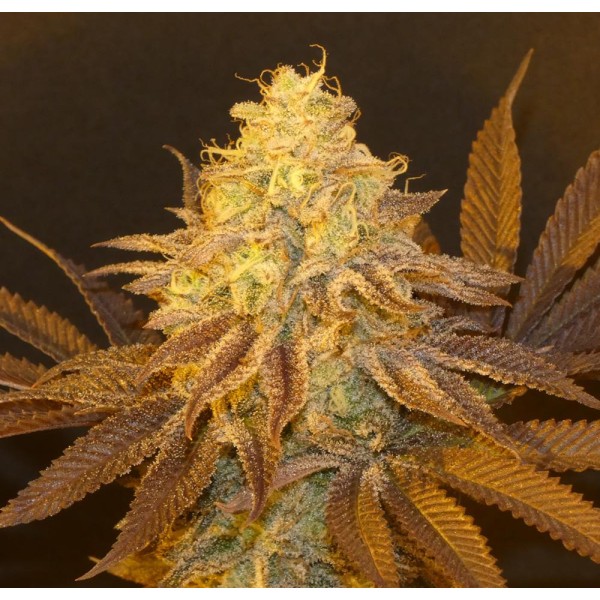 Fruit Popz   Bask Triangle Farms