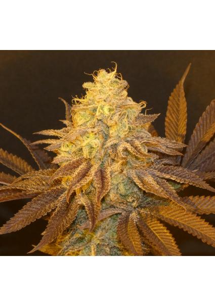 Fruit Popz   Bask Triangle...