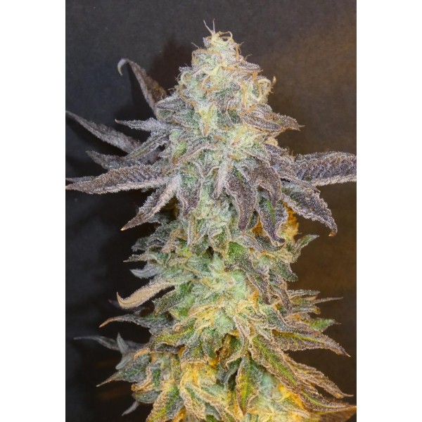 Fruit Popz   Bask Triangle Farms