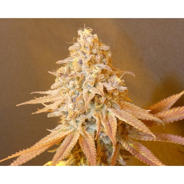 Fruit Popz   Bask Triangle Farms