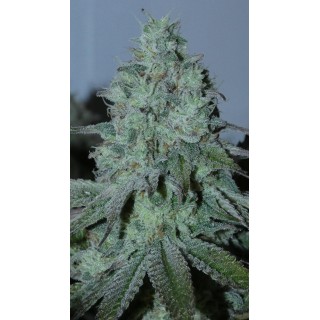 Fritter Burger   Bask Triangle Farms