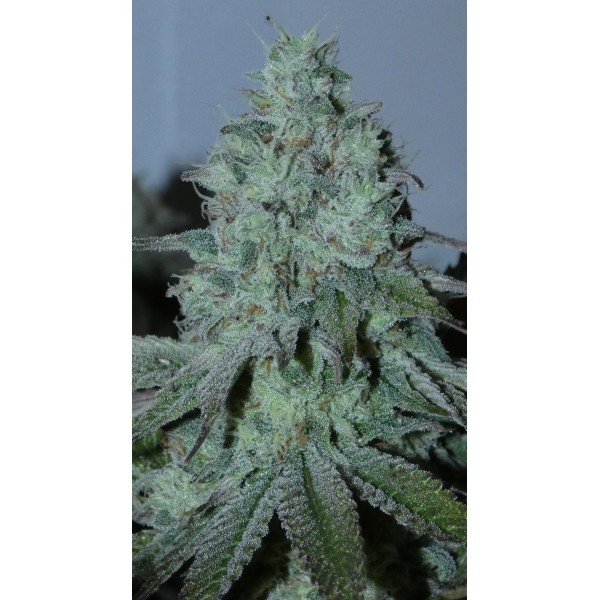 Fritter Burger   Bask Triangle Farms