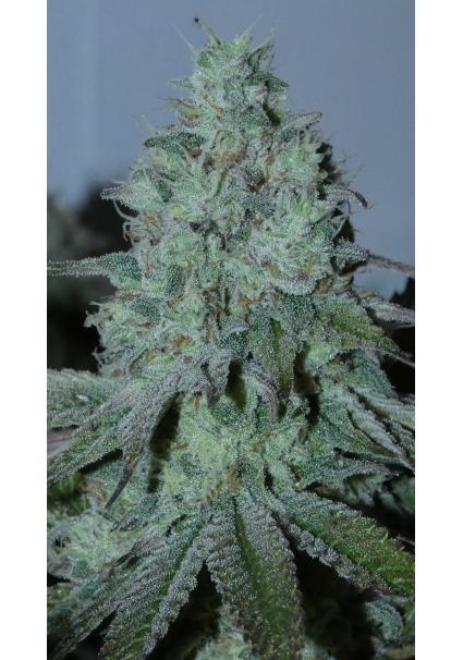 Fritter Burger   Bask...