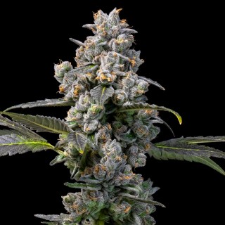 Apples & Bananas x Berniehana Butter Cookies Seed Bank