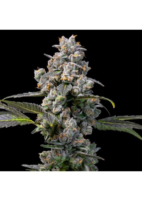 Apples & Bananas x Berniehana Butter Cookies Seed Bank