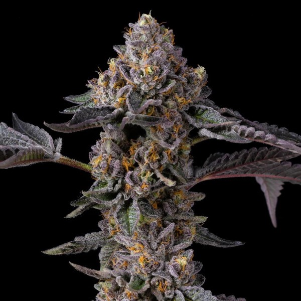 Berniehana Butter x Triple Scoop  Cookies Seed Bank
