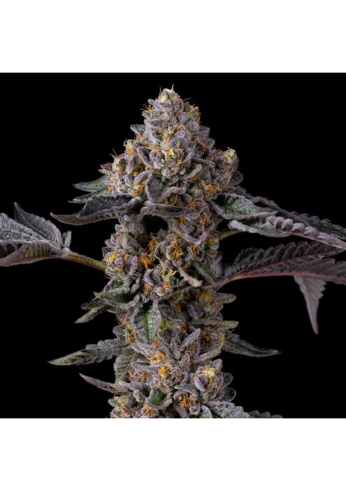 Berniehana Butter x Triple Scoop  Cookies Seed Bank