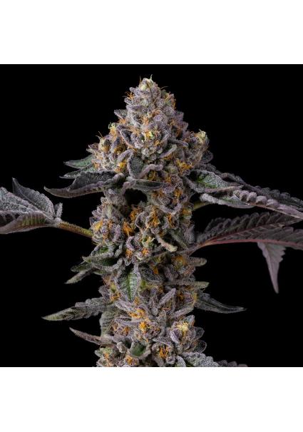 Berniehana Butter x Triple...